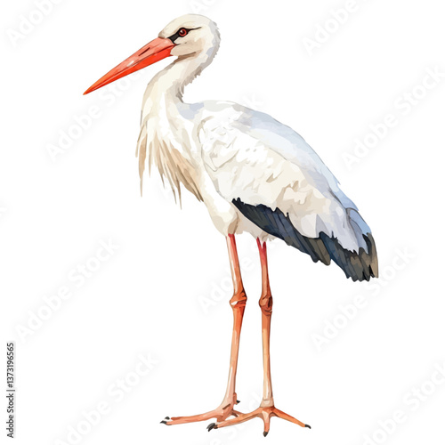 A watercolor vector of a stork, isolated on a white background. Stork vector.

