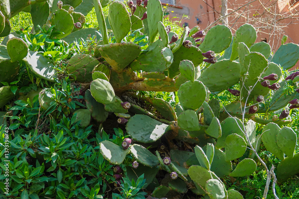 In a vibrant garden, cactus plants display lush green pads adorned with purple fruits