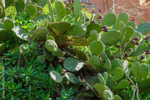 Obraz na płótnie In a vibrant garden, cactus plants display lush green pads adorned with purple fruits w salonie