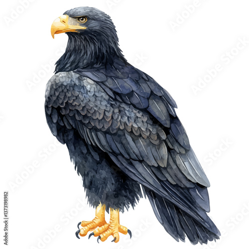 A watercolor vector of a Steller's sea eagle, isolated on a white background. Steller's sea eagle vector.

