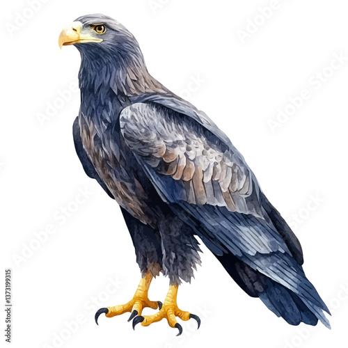 A watercolor vector of a Steller's sea eagle, isolated on a white background. Steller's sea eagle vector.

