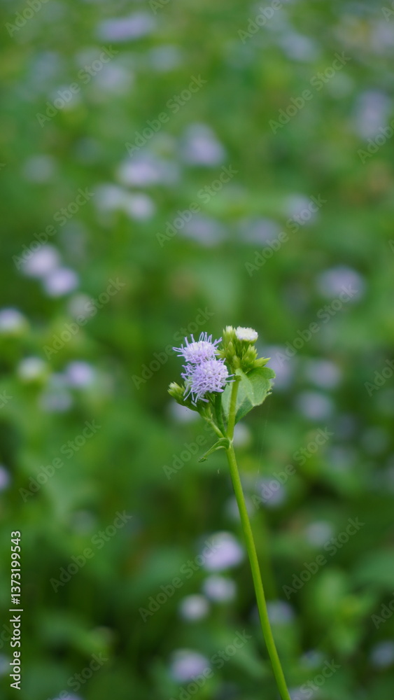 creative layout made of green leaves and purple flower creative layout made of green leaves and purple flower