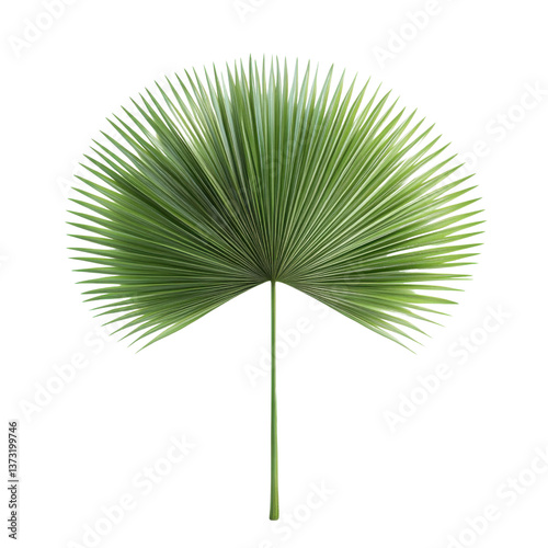 Isolated vibrant green fan palm leaf on a transparent background Tropical foliage concept for summer, vacation, and exotic nature designs
