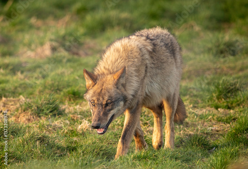 wolf in the grass