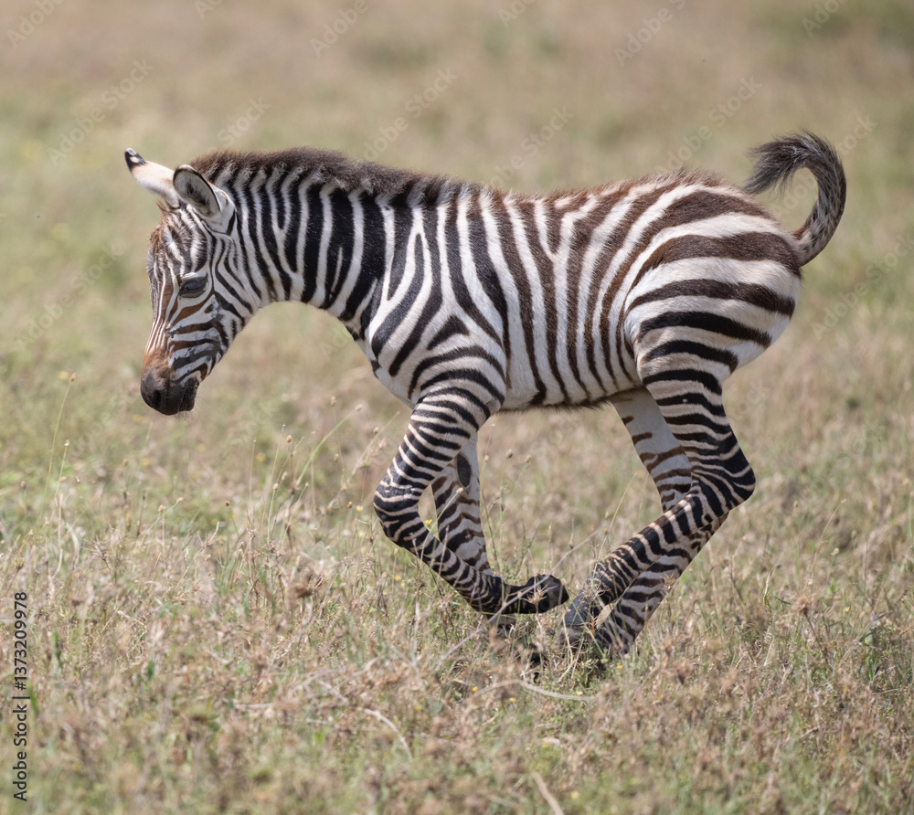 Obraz premium Frisky Zebra Foal
