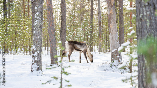 Norwegen (2025-03) - Rentiere