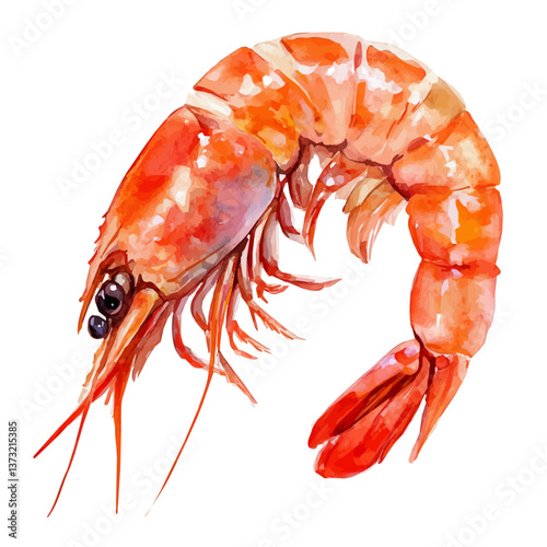 A watercolor vector of a shrimp, isolated on a white background. Shrimp vector.

