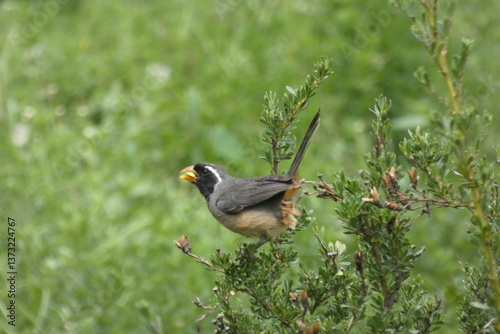 Ave de la sierra al aire libre, naturaleza, silvestre, hermoso, semilero, canastero, gorrion, saltador pico dorado, campo, web redes digital, plantilla, hermoso
