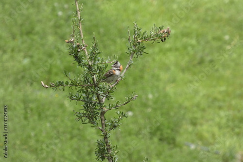 Ave de la sierra al aire libre, naturaleza, silvestre, hermoso, semilero, canastero, gorrion, saltador pico dorado, campo, web redes digital, plantilla, hermoso