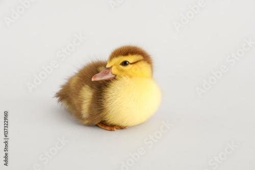 Cute duckling on grey backg...