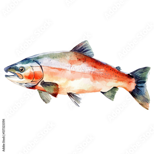 A watercolor vector of a salmon, isolated on a white background. Salmon vector.

