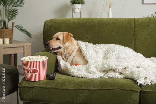Cute Labrador dog with popc...