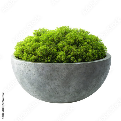 A 3D Decorative Artificial Moss Plant in a Modern Bowl Isolated on Transparent Background
