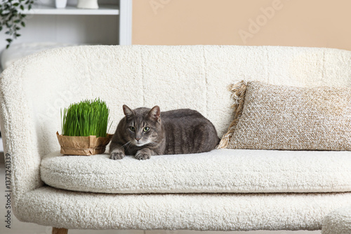 Grey cat lying on soft sofa...