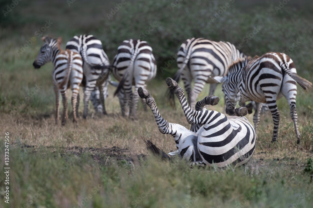 Fototapeta premium Zebras