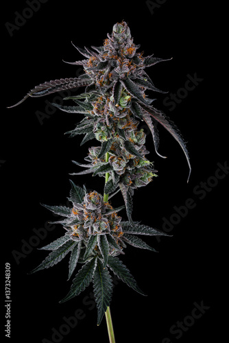 Full Cannabis Branch