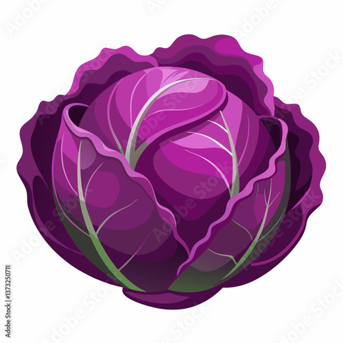 Purple cabbage resting on a clean white background, showcasing its vibrant color and textured leaves.