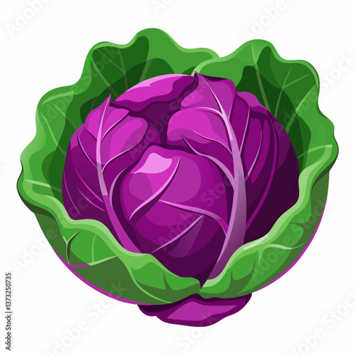 Purple cabbage resting on a clean white background, showcasing its vibrant color and textured leaves.