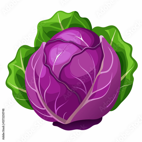 Purple cabbage resting on a clean white background, showcasing its vibrant color and textured leaves.