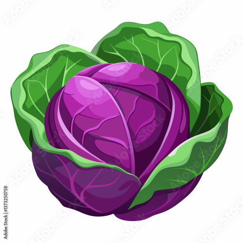 Purple cabbage resting on a clean white background, showcasing its vibrant color and textured leaves.