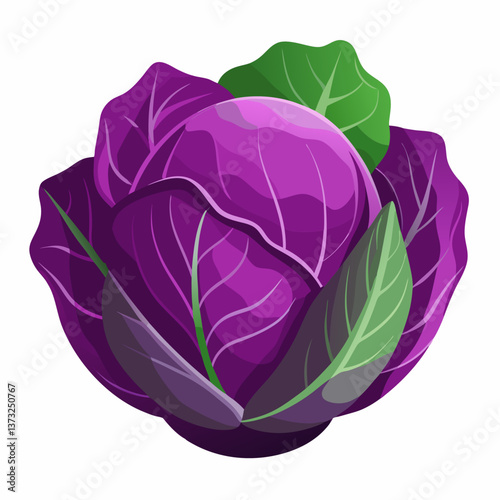 Purple cabbage resting on a clean white background, showcasing its vibrant color and textured leaves.