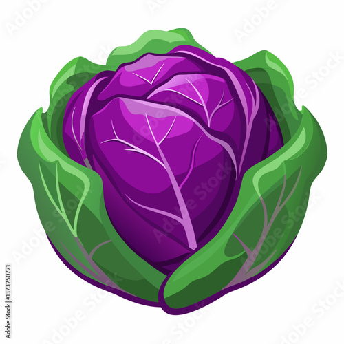 Purple cabbage resting on a clean white background, showcasing its vibrant color and textured leaves.
