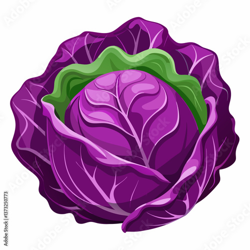 Purple cabbage resting on a clean white background, showcasing its vibrant color and textured leaves.