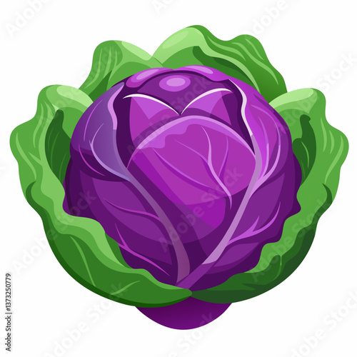 Purple cabbage resting on a clean white background, showcasing its vibrant color and textured leaves.