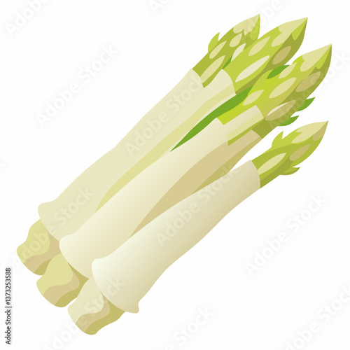 Vector illustration of asparagus, depicted in green, isolated on a white background, showcasing its elongated shape and texture.