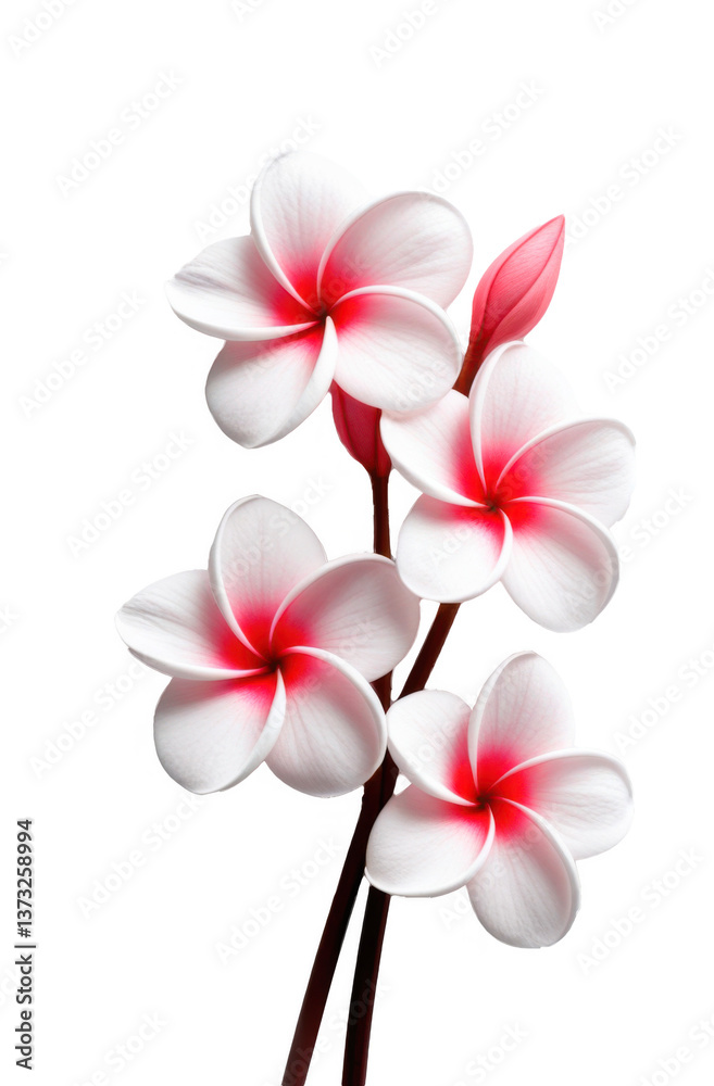 Naklejka premium Flor. Plumeria rubra aislada sobre fondo transparente. PNG.