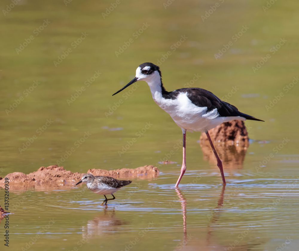 Fototapeta premium A Black-necked Stilt following behind a Least Sandpiper in the shallow waters of a mudflats lake at the Gilbert Water Ranch Riparian Preserve in Arizona.