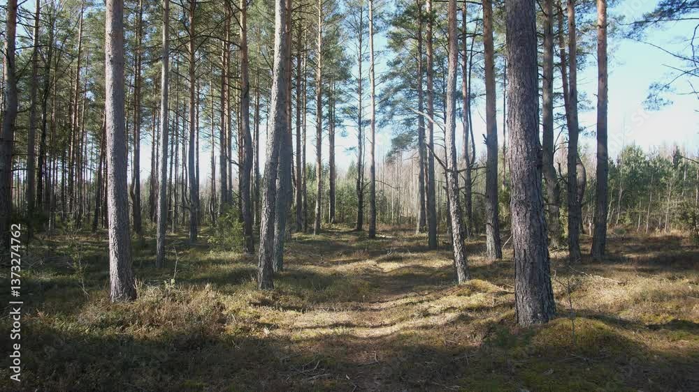 Discover the peaceful and serene beauty of a sunlit pine forest featuring a meandering winding path Discover the peaceful and serene beauty of a sunlit pine forest featuring a meandering winding path