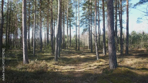 Wallpaper Mural Discover the peaceful and serene beauty of a sunlit pine forest featuring a meandering winding path Torontodigital.ca
