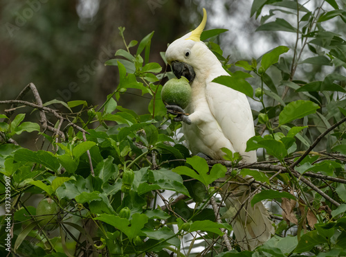 Sulphur - crested Cookatoo ( Cacatua galerita ) eating a fruit in the wild