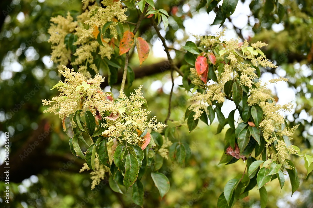The Bischofia javanica tree blooms in spring, its delicate flowers emerging amidst vibrant green leaves. This close-up captures the intricate details of the blossoms in a tranquil park setting.