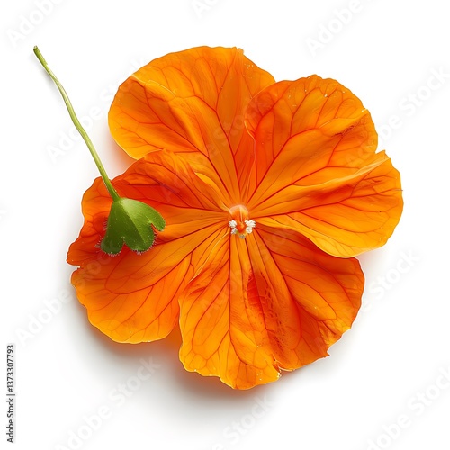Orange Nasturtium Isolated on White Background. Beautiful Nasturtium Flower