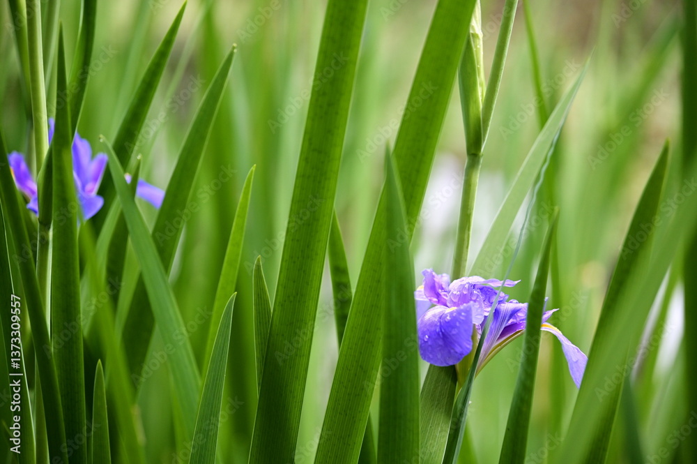 A blooming iris flower captured in spring daylight, its petals glistening with raindrops after the rain, contrasting beautifully with the calm pond reflections nearby.