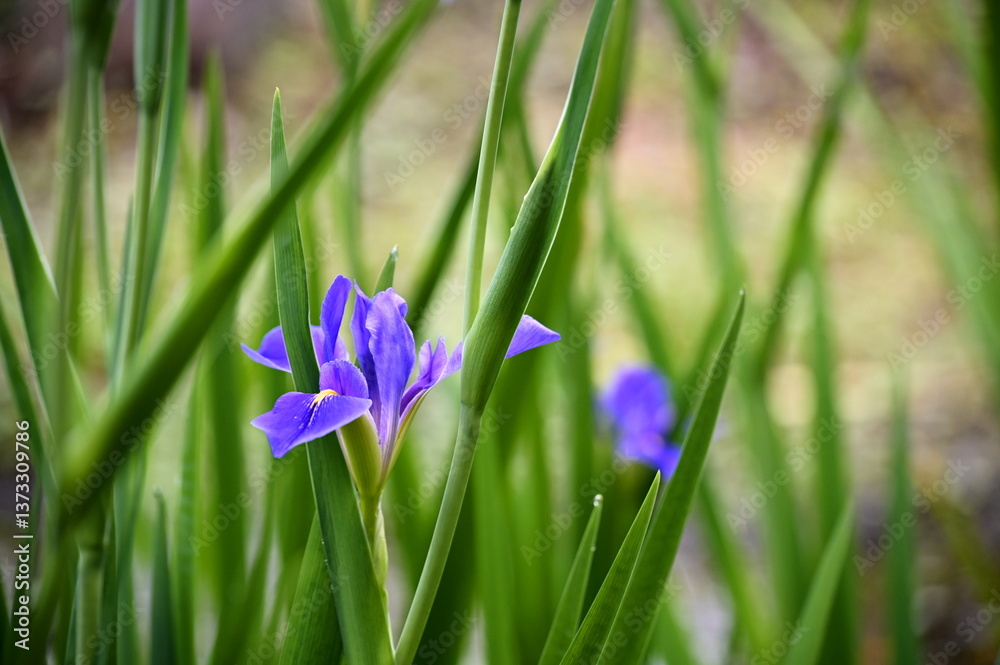 A close-up view of a blooming purple iris, its delicate petals elegantly framed by lush green leaves, creating a stunning and sophisticated composition.