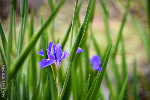 Obraz na płótnie A close-up view of a blooming purple iris, its delicate petals elegantly framed by lush green leaves, creating a stunning and sophisticated composition. w salonie