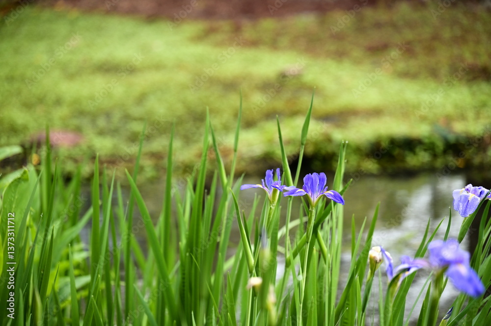A vibrant iris flower blooms near the pond in a spring morning, its delicate petals catching the sunlight. The tranquil water and fresh greenery enhance the serene atmosphere.