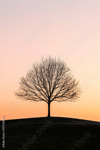 Silhouette of a Leafless Tree at Sunset Over a Hill