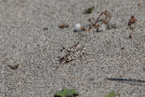 a pair of sand-colored grasshoppers