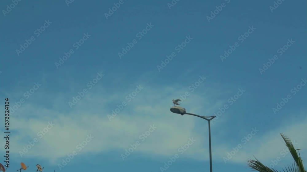 seagulls landing on a streetlight pole seagulls landing on a streetlight pole