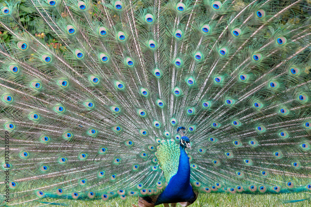 Obraz premium peacock with feathers out