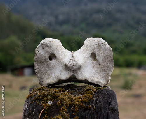 Edición Huilo-Huilo 