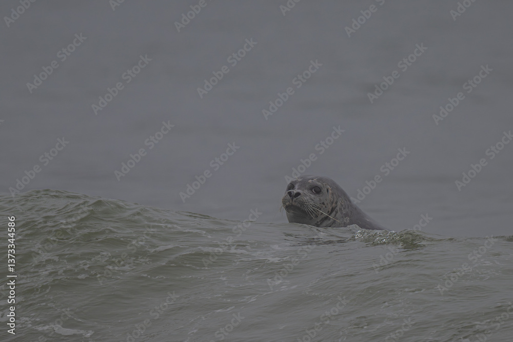 Harbor Seal (Phoca vitulina richardii) Swimming at Rialto Beach, WA