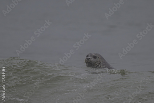 Obraz na płótnie Harbor Seal (Phoca vitulina richardii) Swimming at Rialto Beach, WA w salonie