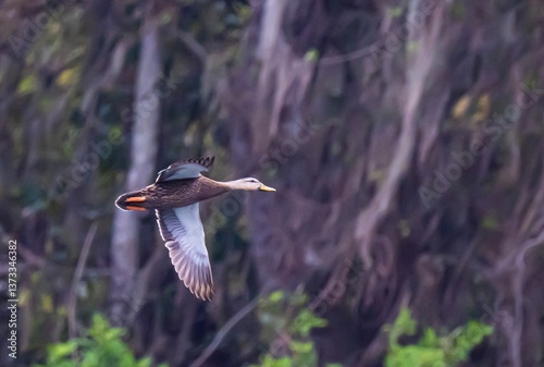 Fotografie Mottled Duck in flight