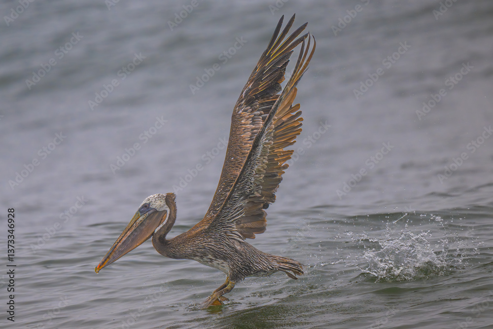 Brown Pelican (Pelecanus occidentalis) at Rialto Beach, WA