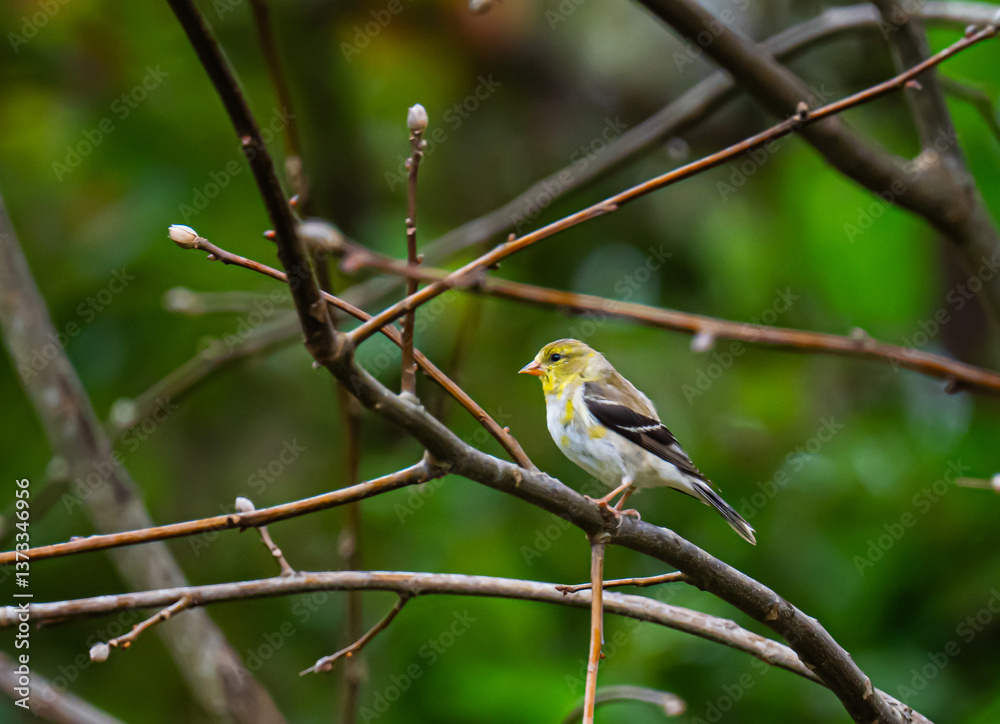 Fototapeta premium American Goldfinch in Florida